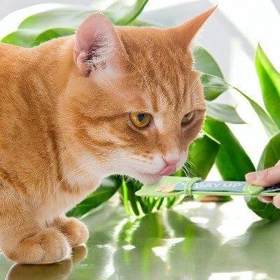 Distributeur Nourriture Chat - MeowSpoon™ - Vert - les - chats - de - luxe