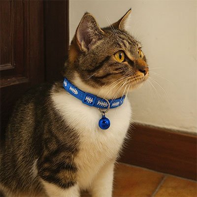 Collier Chat