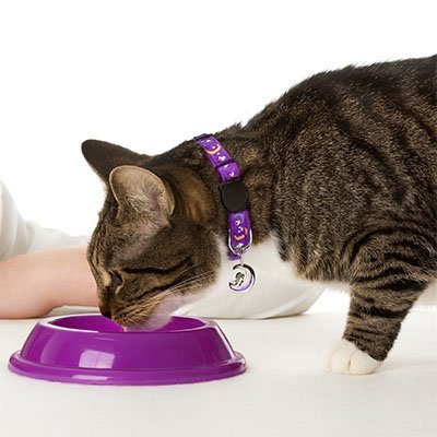 🐾Collier Réglable pour Chat avec Clochette – Style, Sécurité et Confort
