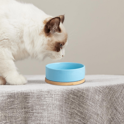 Gamelle pour Chat - WarmSipCatBowl™ - Bleu - les - chats - de - luxe