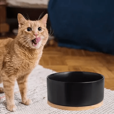 Gamelle pour Chat - WarmSipCatBowl™ - Noir - les - chats - de - luxe
